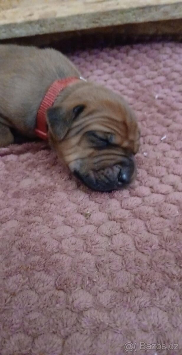 Rhodeský ridgeback - 4