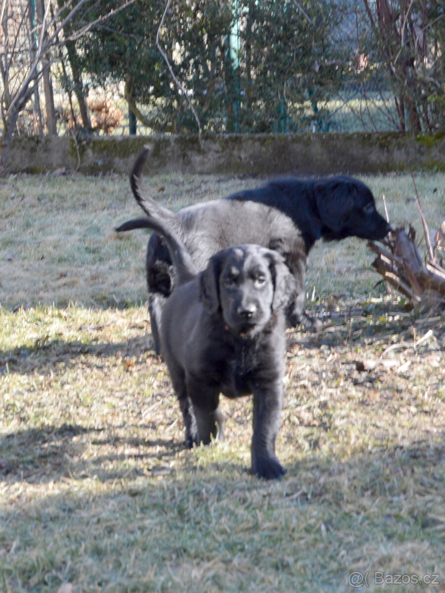Flat coated retriever černý pejsek s PP - 4
