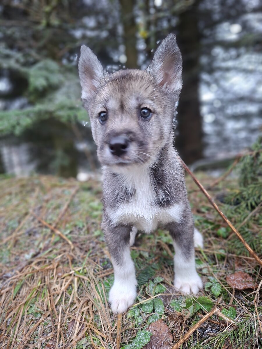 Sibiřský husky s PP - 4