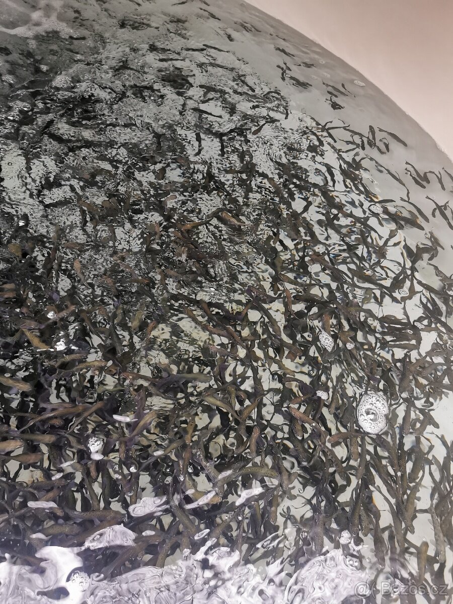 Nasada pstruha duhového - 4