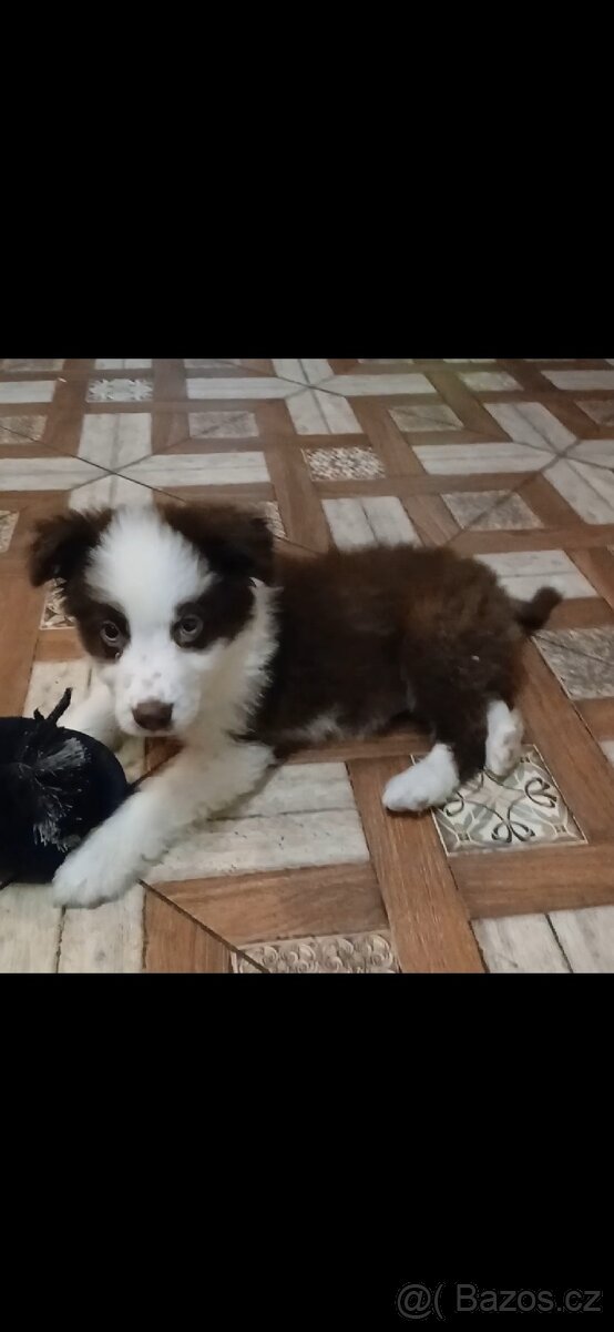 Border kolie bez PP - 4