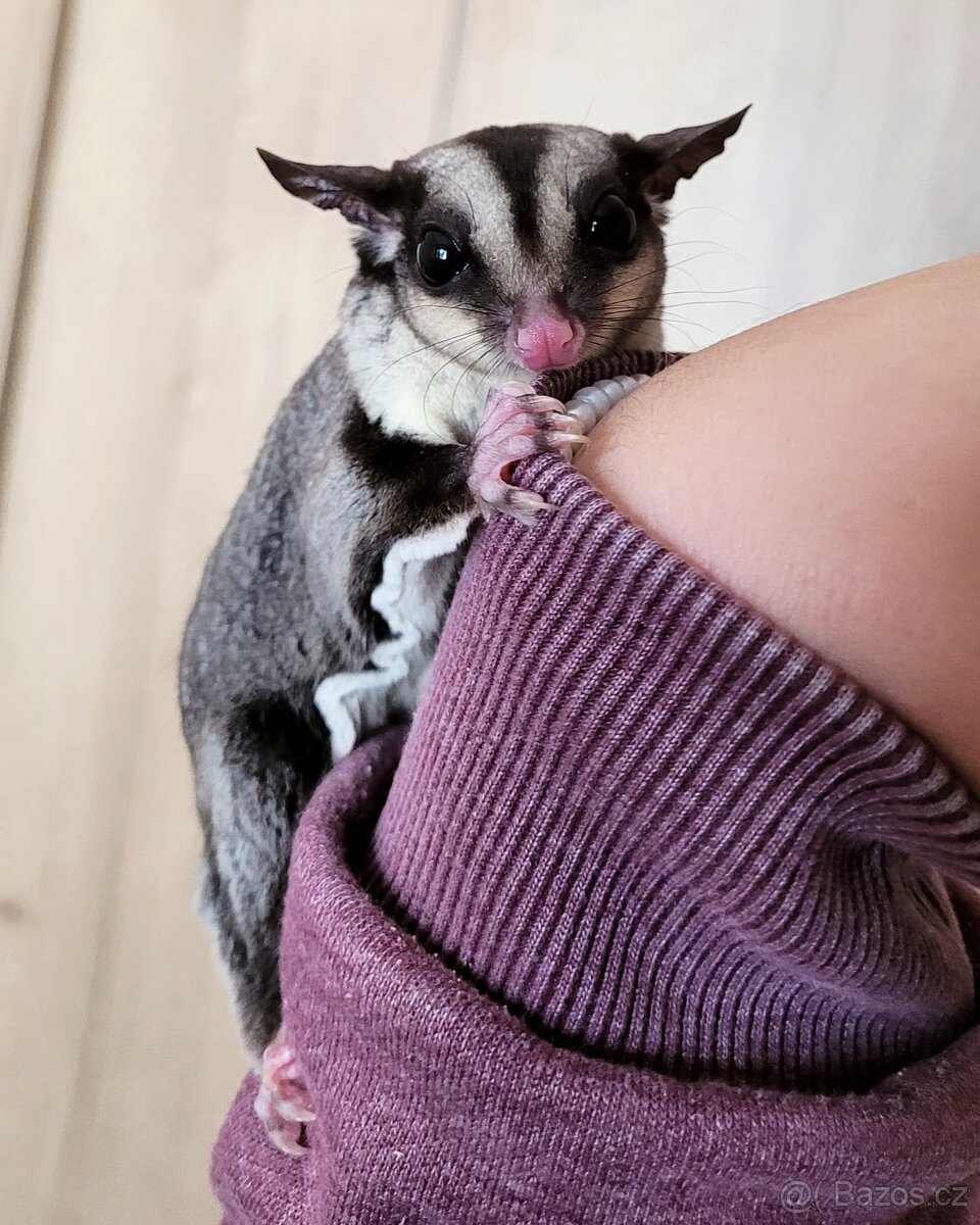 Vakoveverka letavá - 4