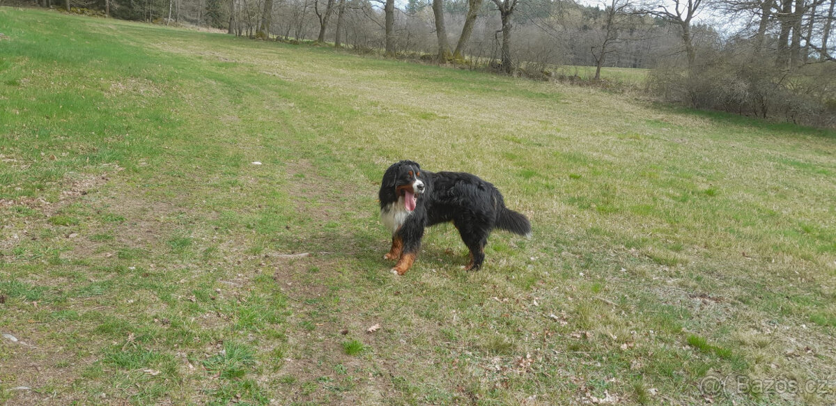 Bernský salašnický pes - 4