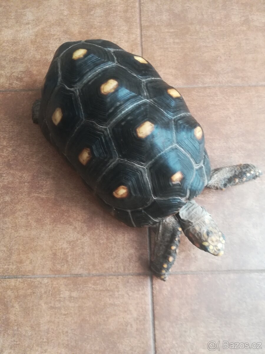 Želva Uhlířská - dospělé dvě samice - 4