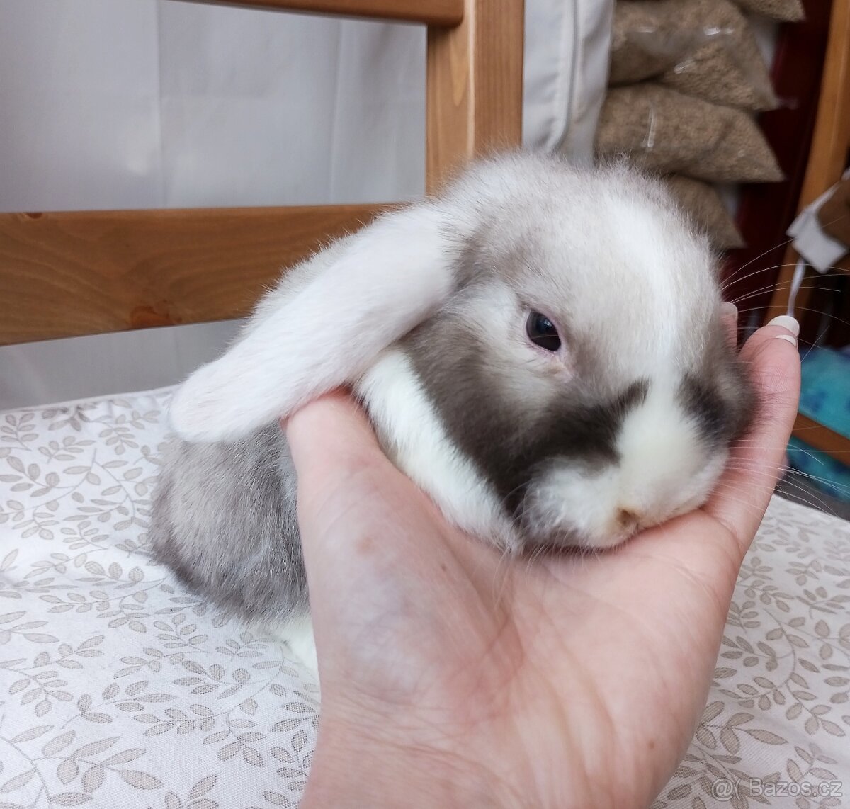 Zakrslý beránek králíček - 4
