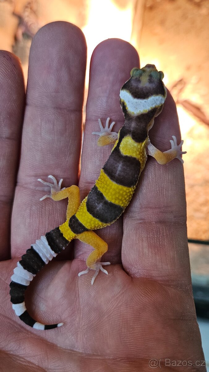 Gekoncik noční - samice 800 fotky na ubrousku - 4