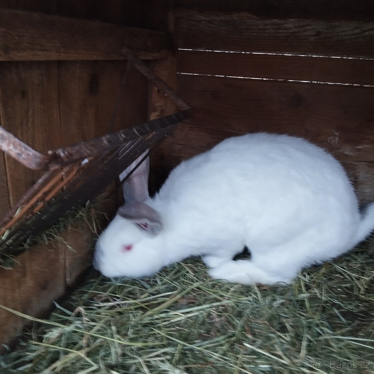 Prodej králíků - 4