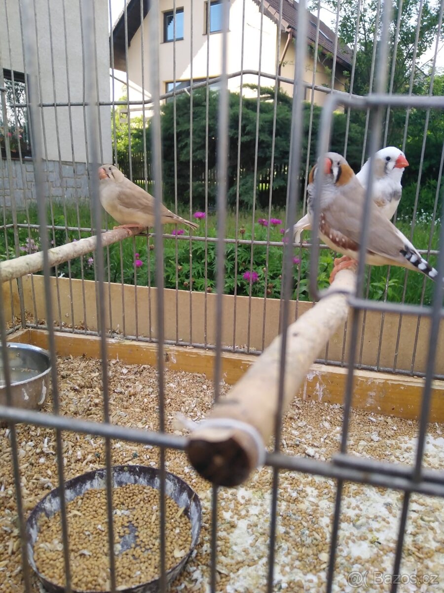 Prodám kanáry, andulky, žebříčky, stříbrozobky - 4