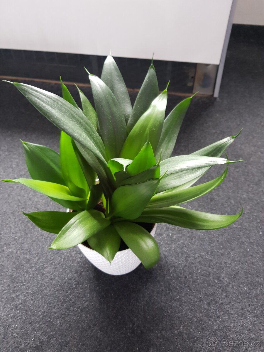 Krásné domácí květiny - 4