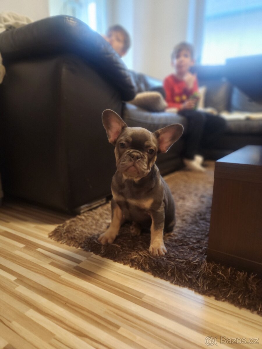 Francouzsky buldoček modrý - 4
