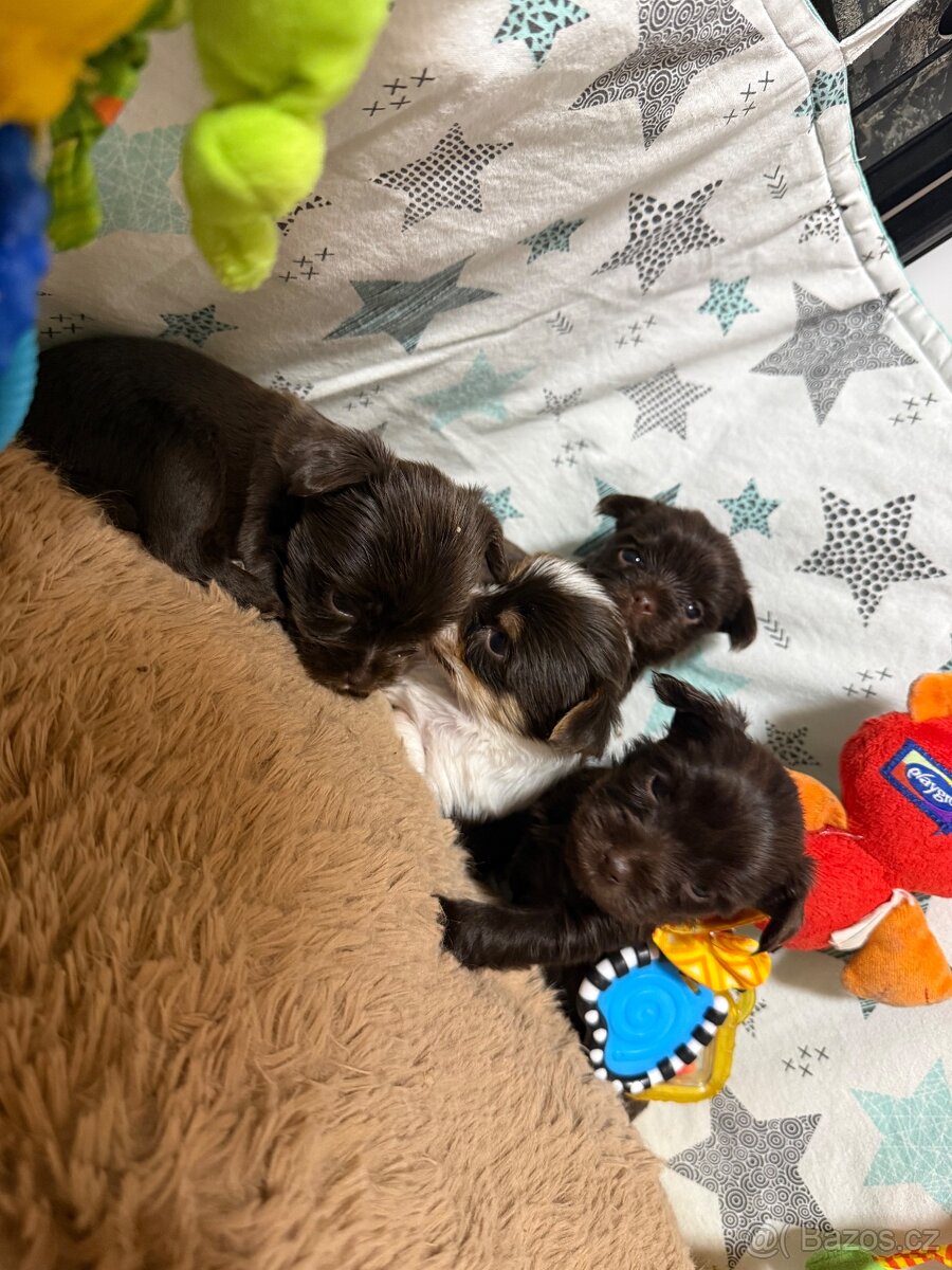 Jorkšírsky teriér s PP Fenka a Pejsek - 4