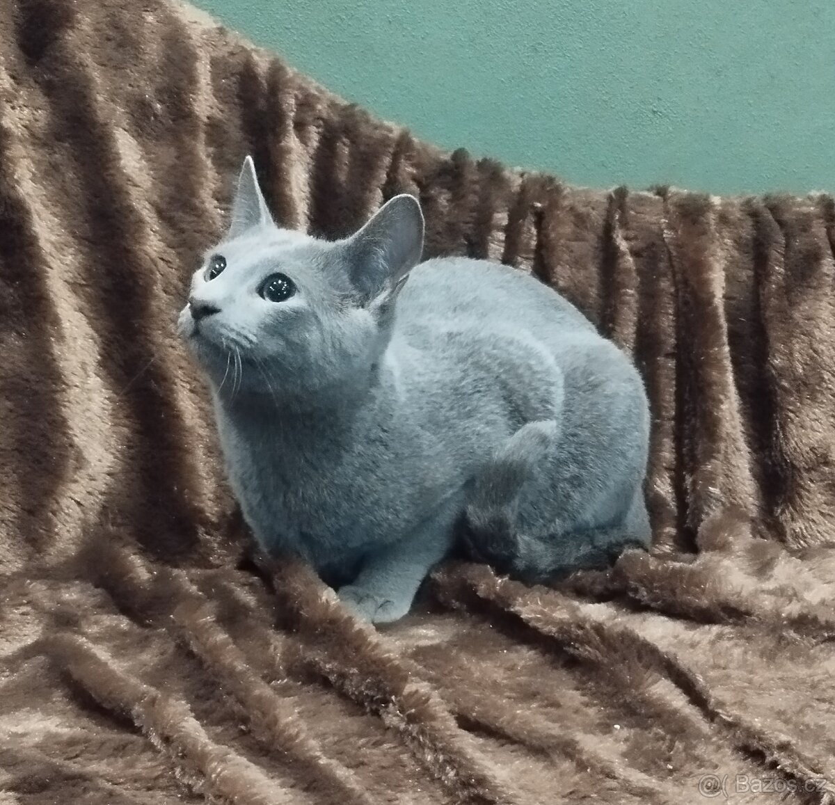 Ruská modrá kočka - kotě - 4
