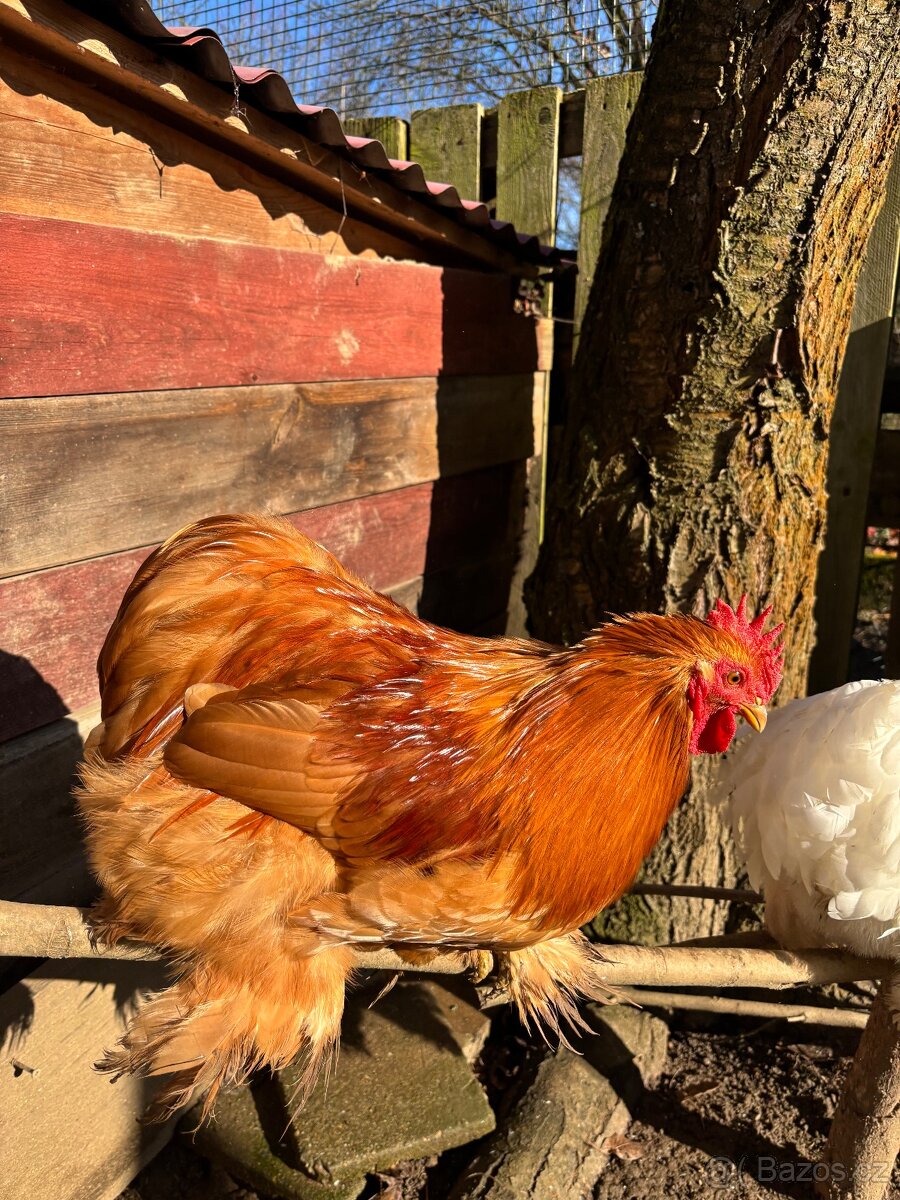 Kočinka zakrslá - 4