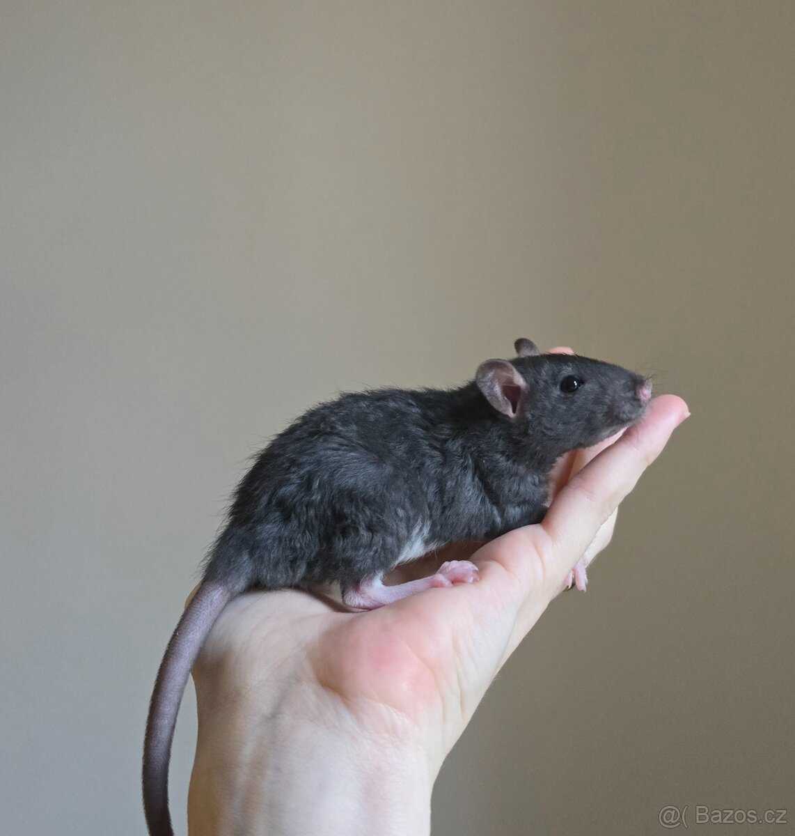 Potkan rex samička - 4