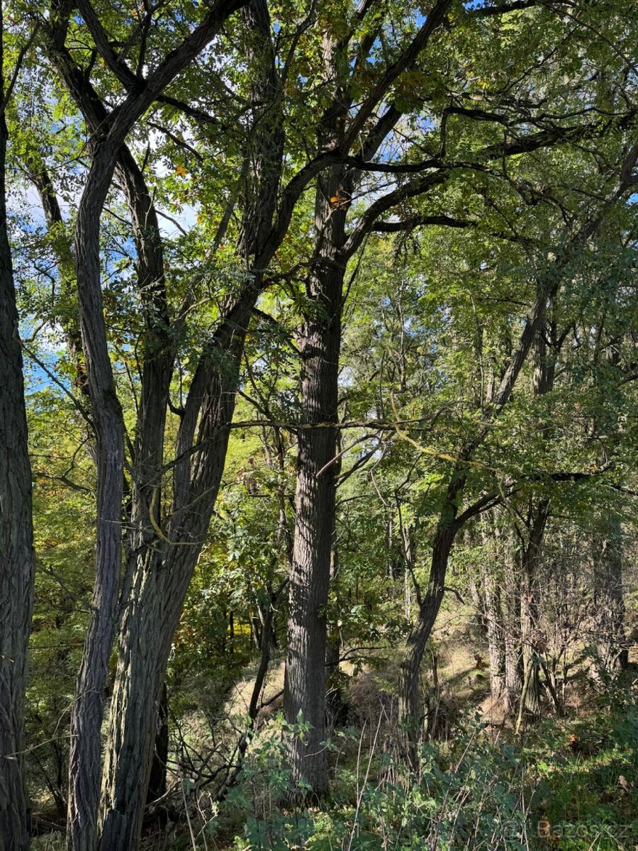 Prodej lesního pozemku v k.ú. Chorušice - 4