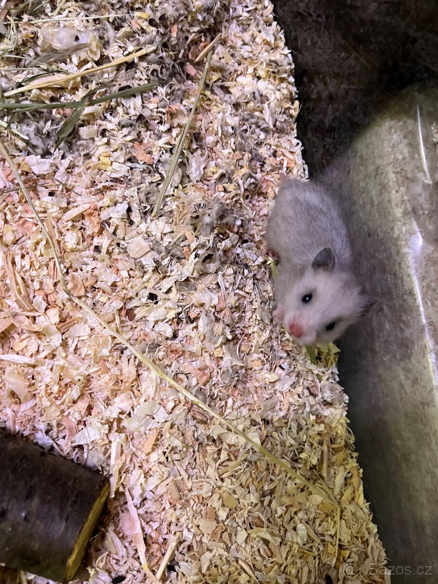 Křeček Syrský nar. 15.2.2026. - 4