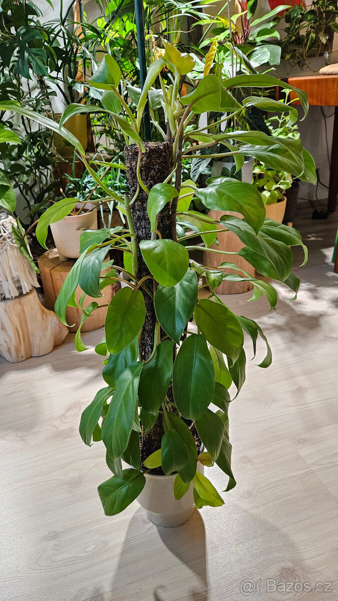 Philodendron malai gold - 4