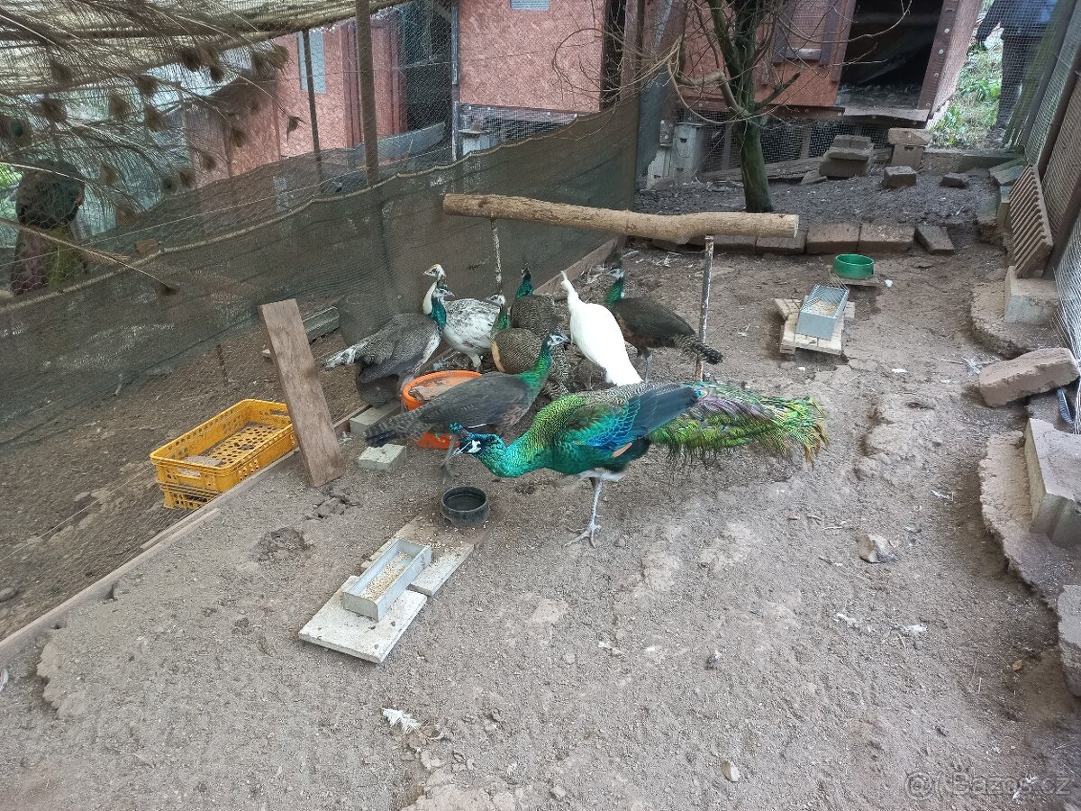 Páv modrý korunkatý, smaragd spalding, emerald spalding - 4