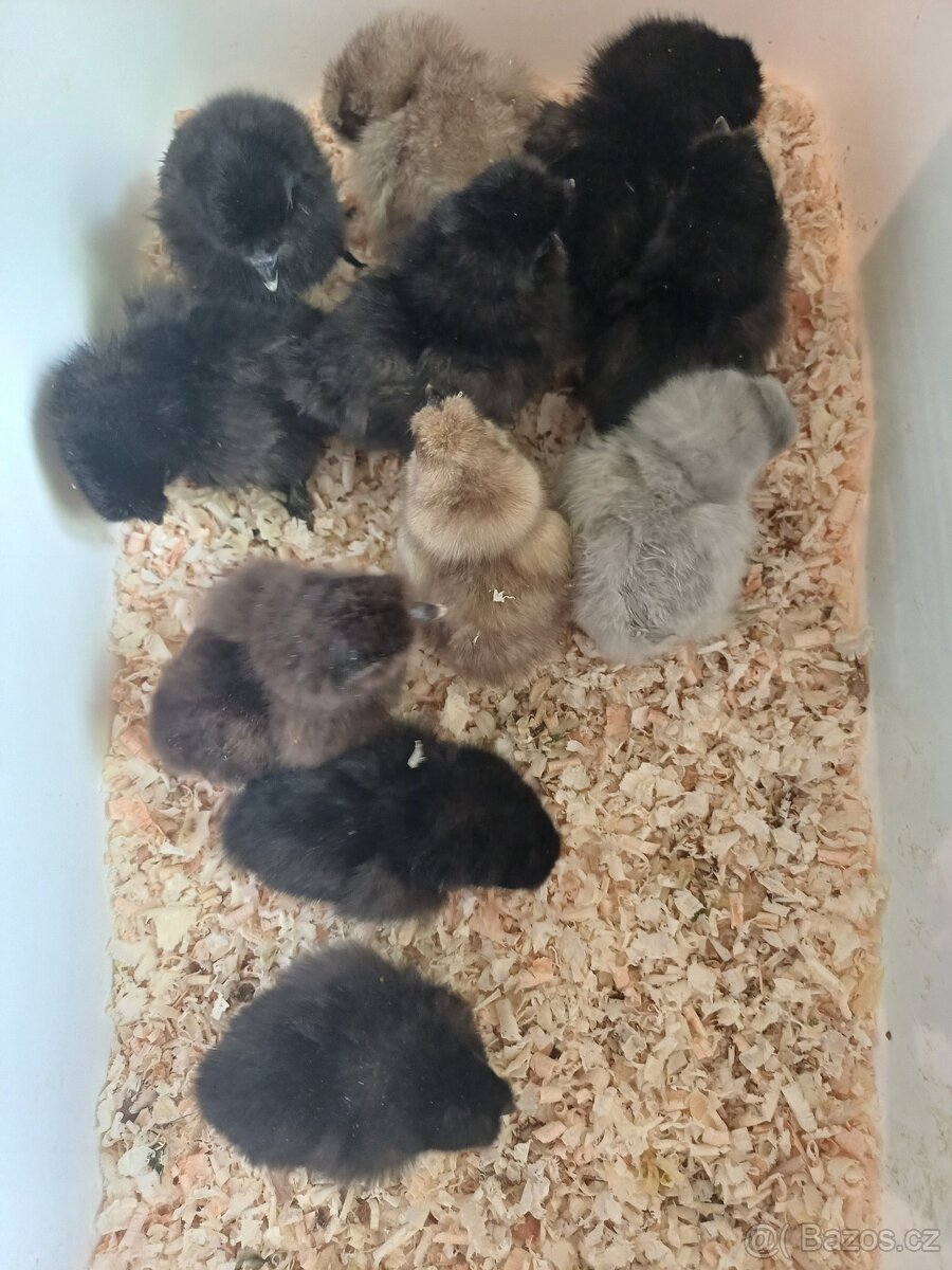 Kuřátka hedvábničky - 4