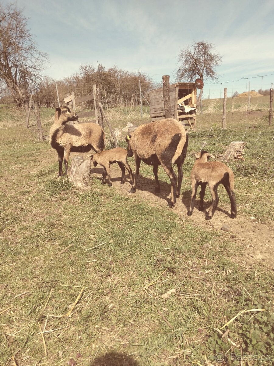 Kamerunská ovce - 4