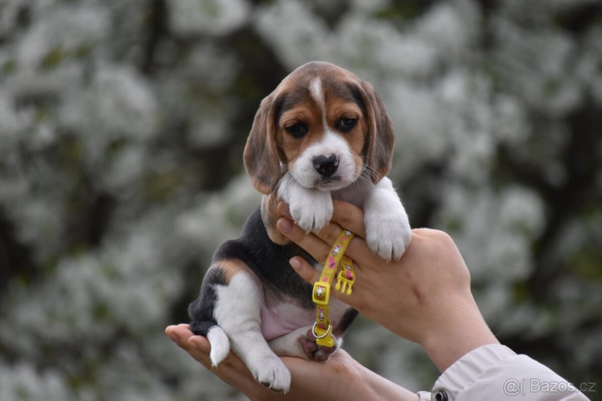 štěňata bígl - 4