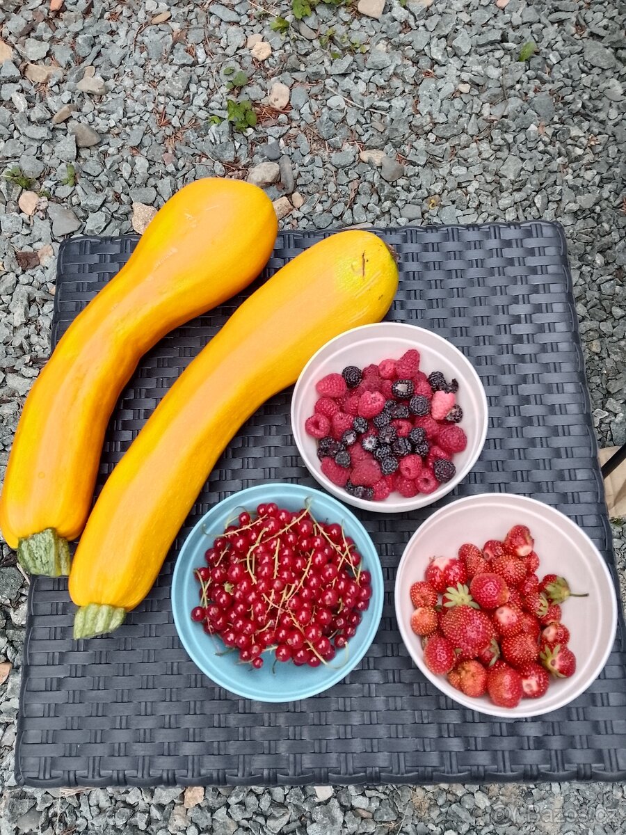 Cukety, patizony, meduňka, opuncie - 4