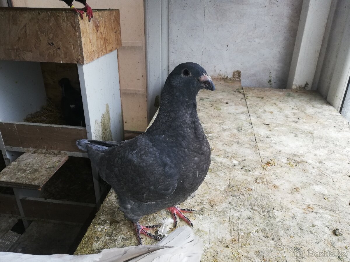 Prodám holuby - 4