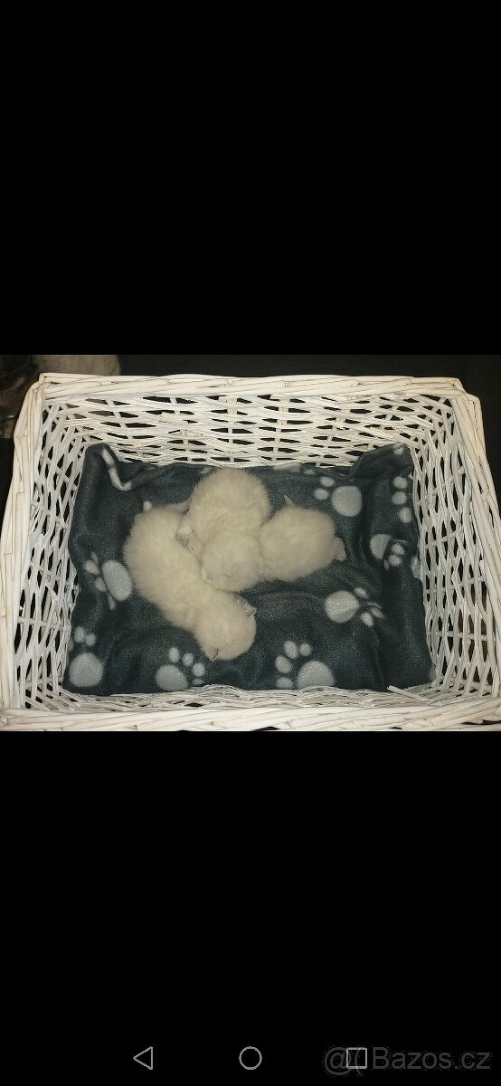 Krytí britský colorpoint - PRAHA ZÁPAD U LETIŠTĚ RUZYNĚ - 4