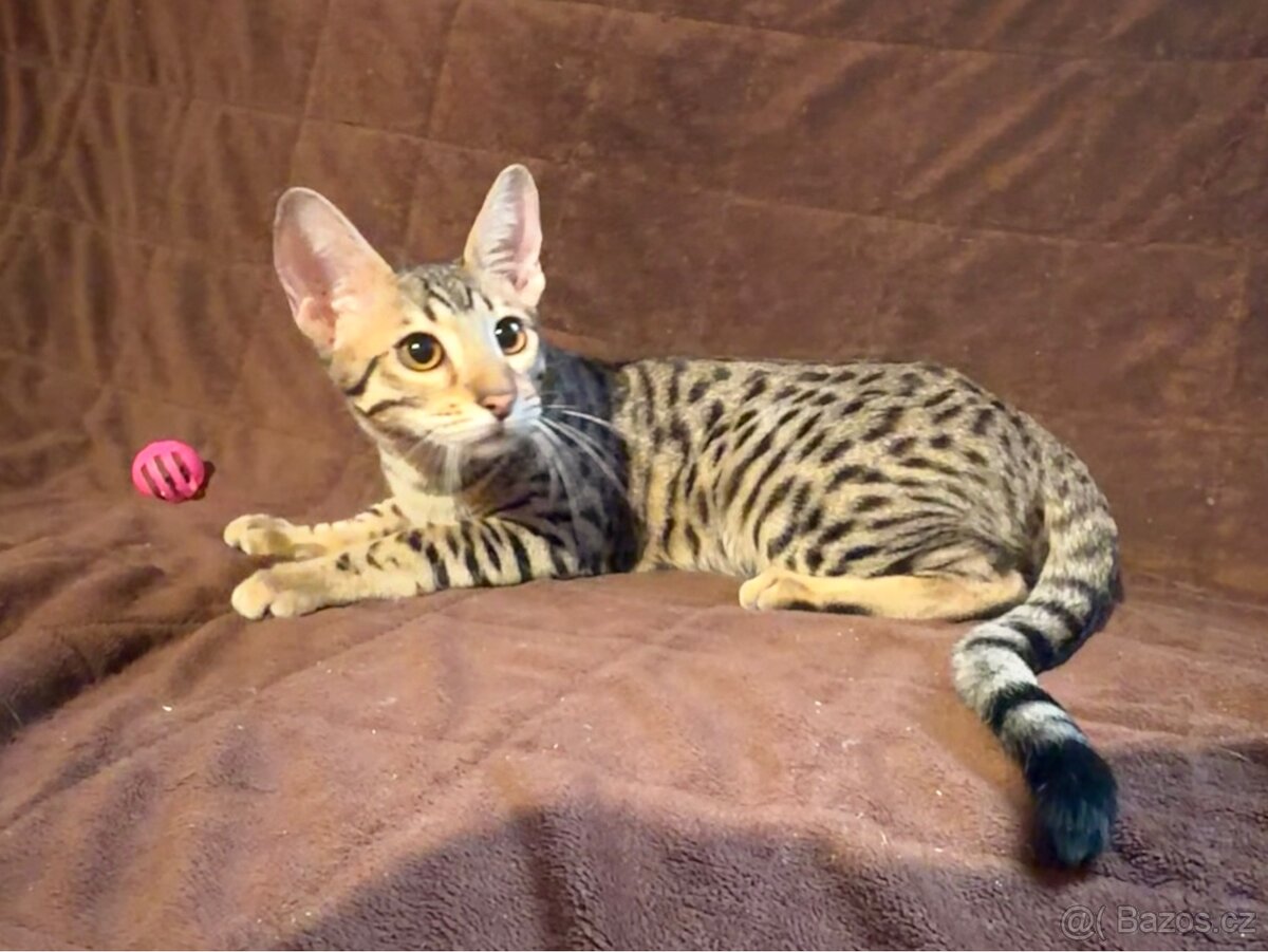 Savannah F6SBT s PP - 4