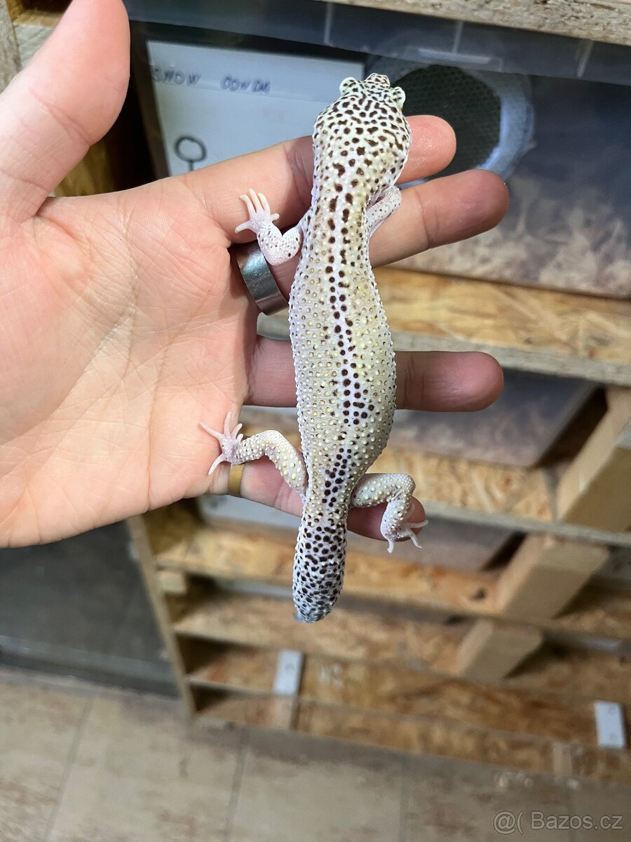 Gekončík noční - 4