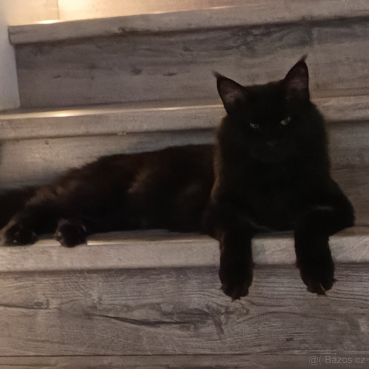 Mainská mývalí krytí - 4