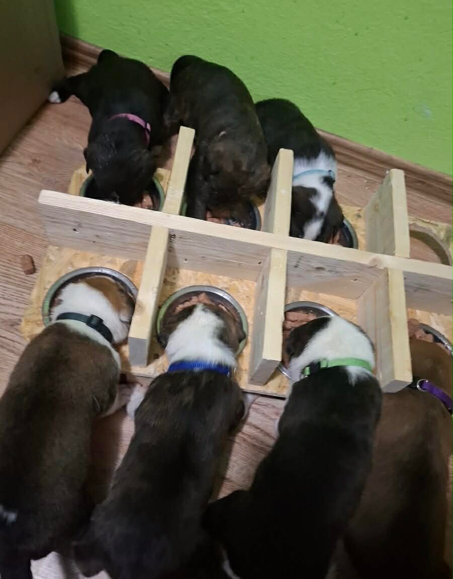 STAFORDŠÍRSKÝ BULTERIÉR - 4