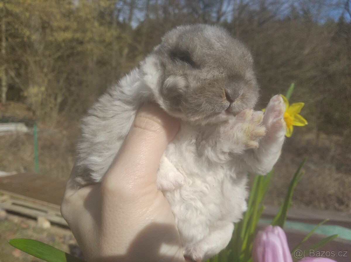Zakrslý králík - 4