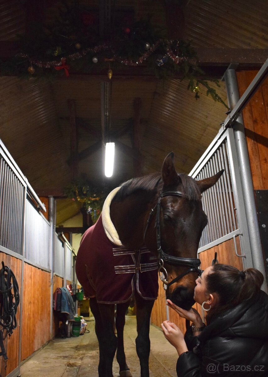 Hodná klisna A1/1 - 4