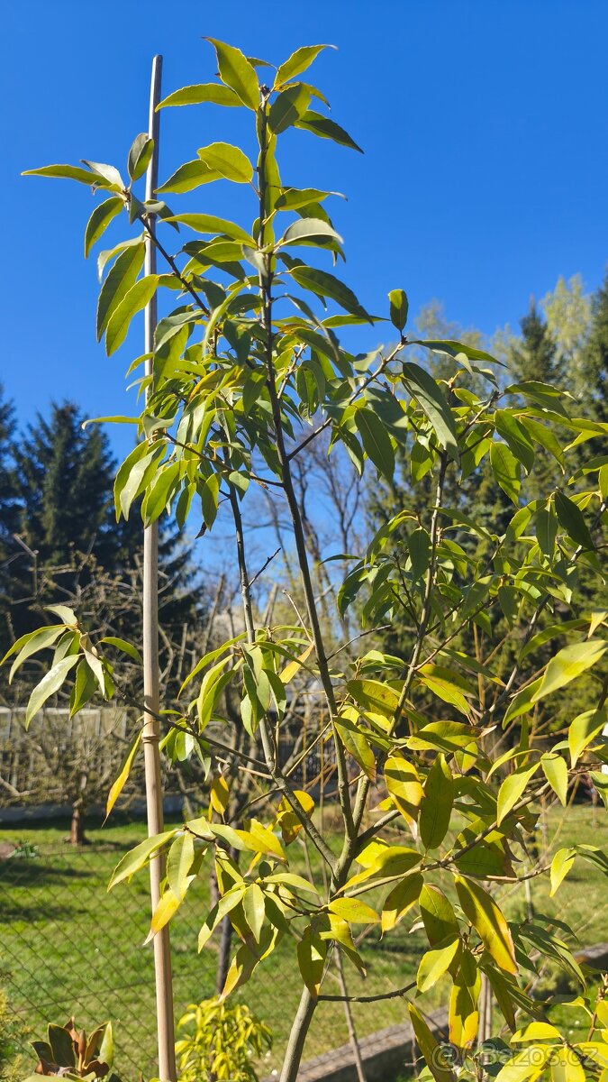 Exotické stále zelené keře - 4