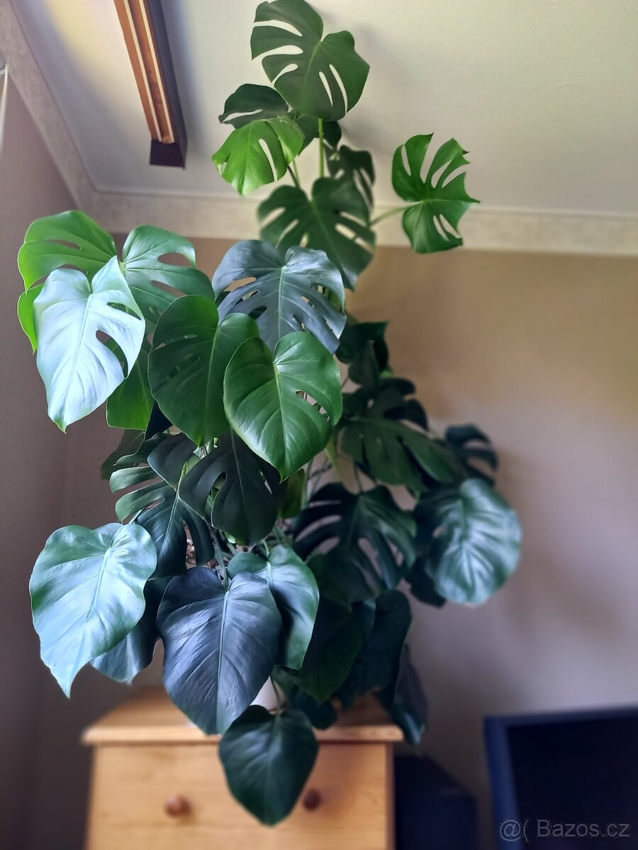 Monstera XXXL 145cm - 4