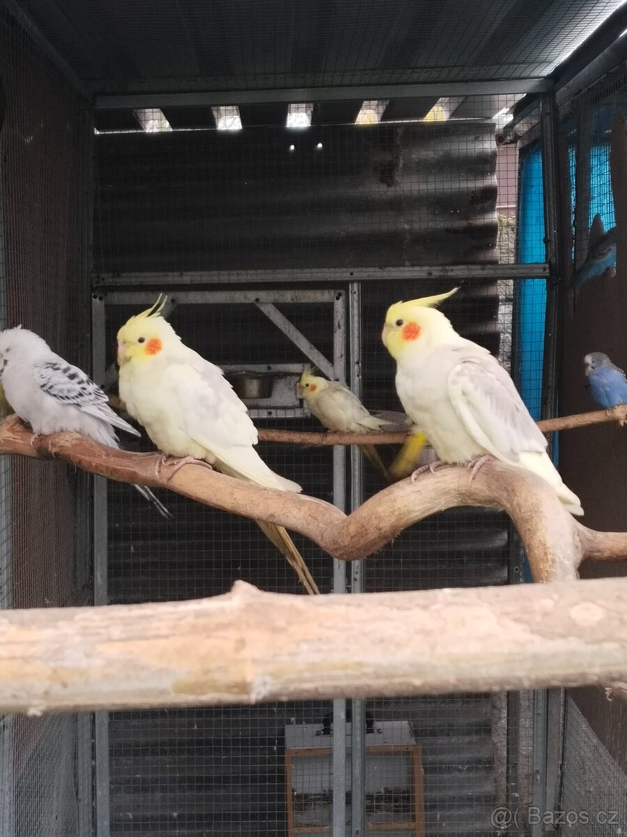 Kakariky,korela,andulka - 4