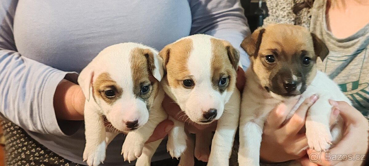 Jack Russel Teriér - 4