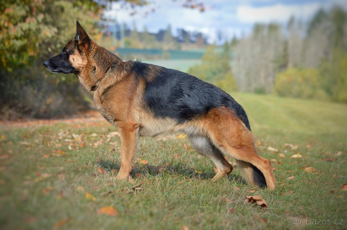 Německý ovčák - 4