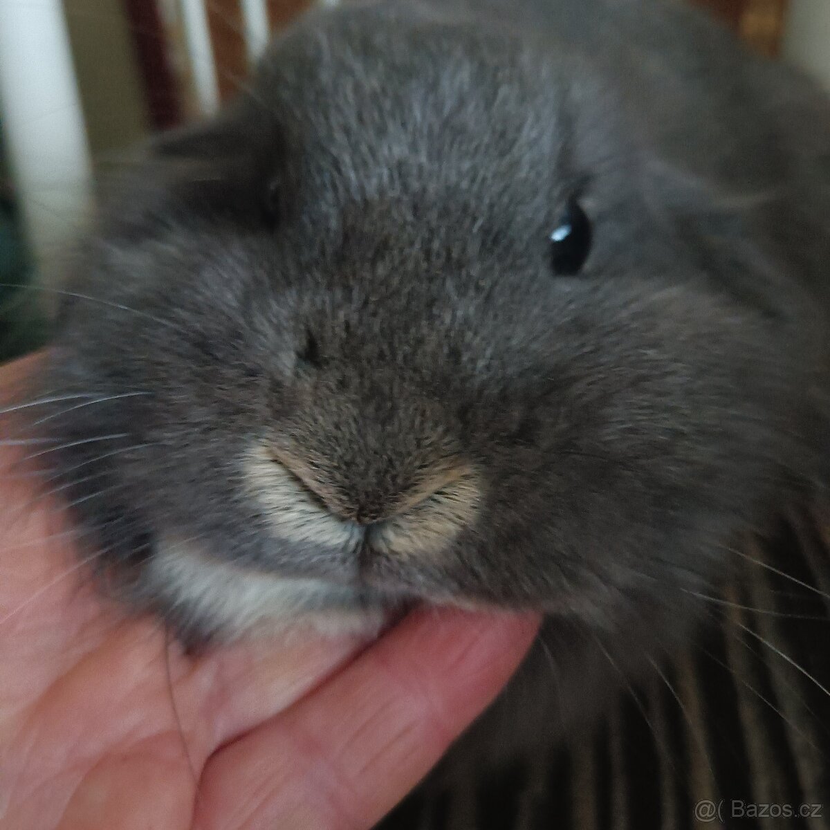 Zarslý beránek / samička - 4