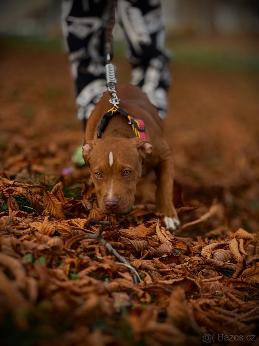 American Bully ABKC - 4