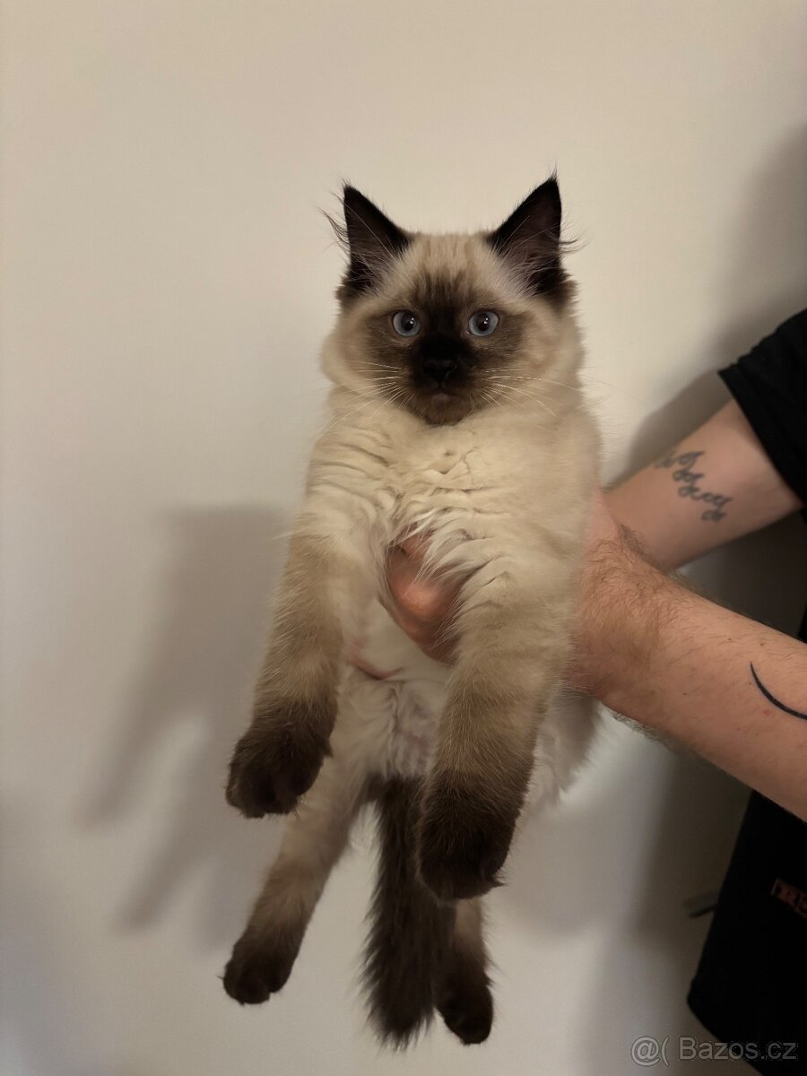 Koťátka Ragdoll - 4