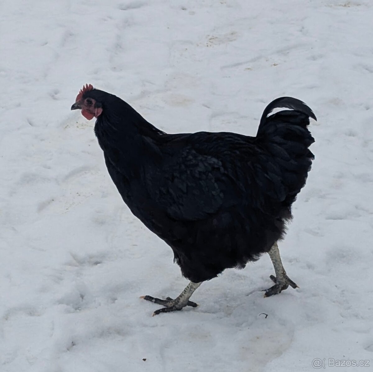 Prodám mladého kohouta Orpington - 4