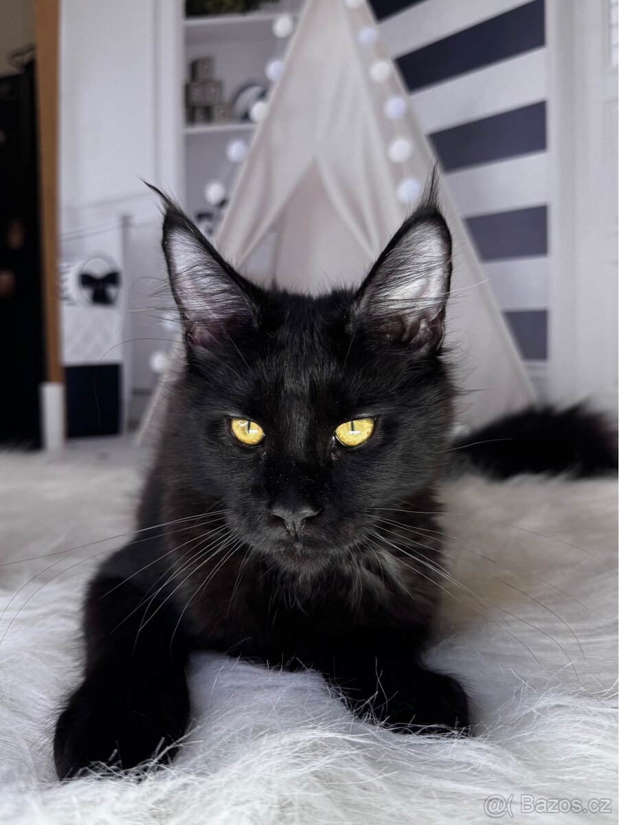 Koťata Mainské mývalí z chovatelské stanice - 4