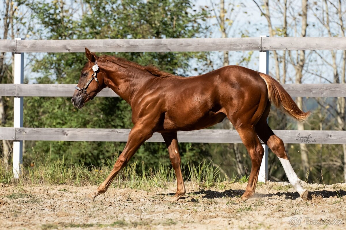 Aqha/Apha chestnut allaround klisnicka - 4