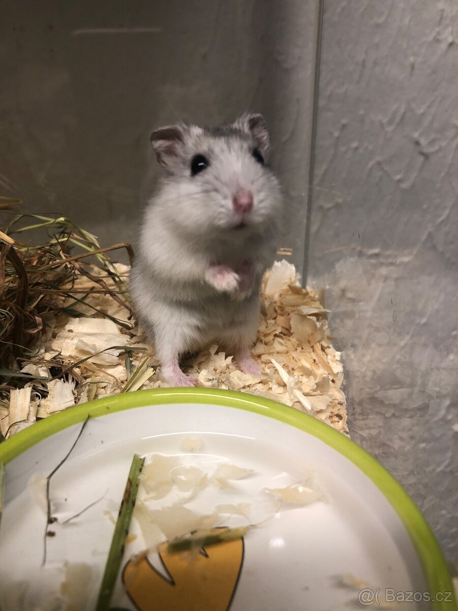 Křečík džungarský - 4