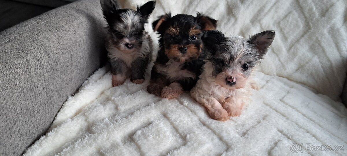 Jorkšírský teriér - 4