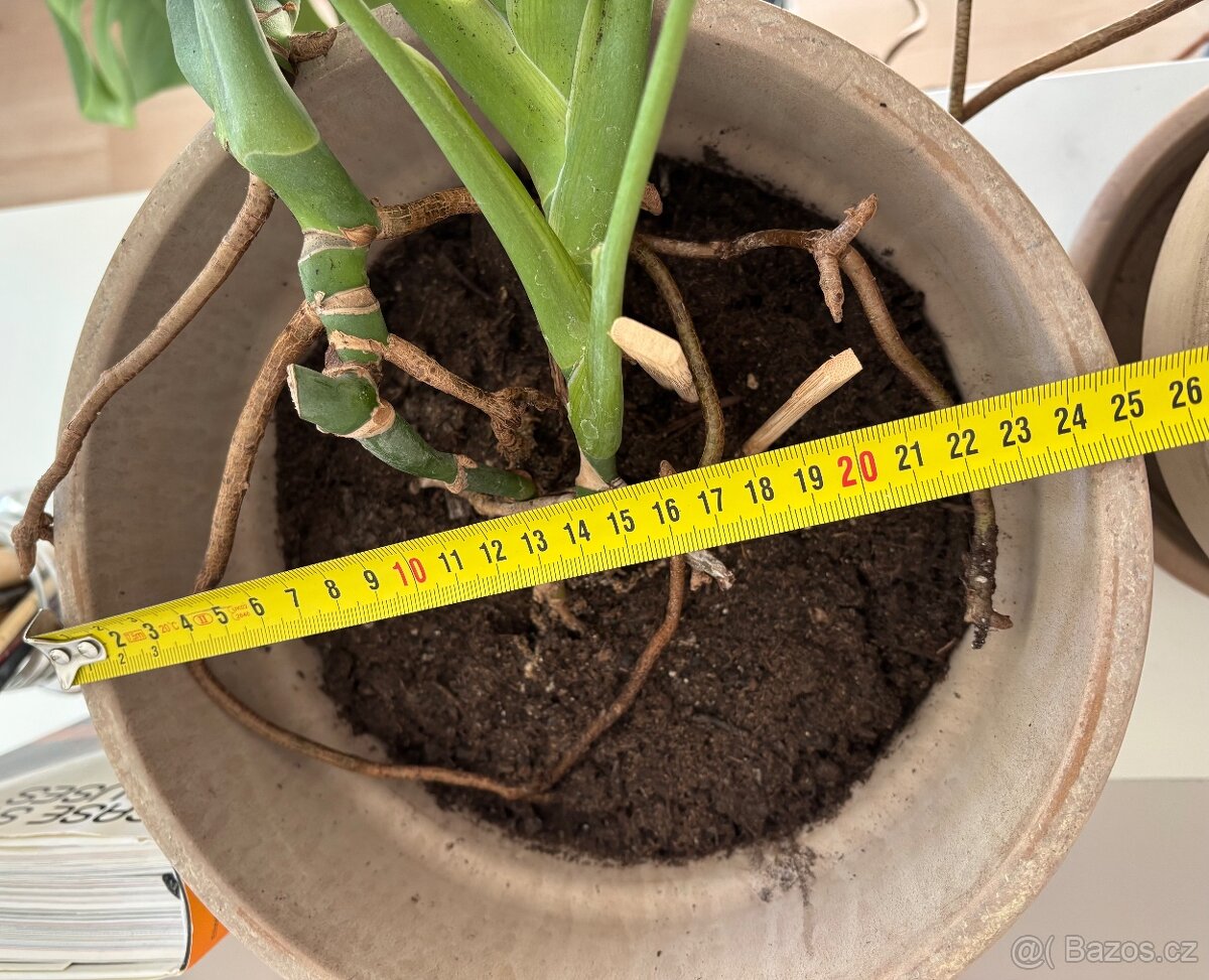 Monstera x2 - 4