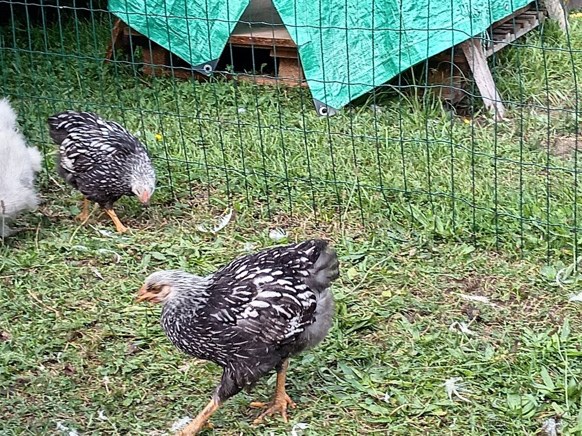 Wyandotka velká stříbrná černě lemovaná - 4