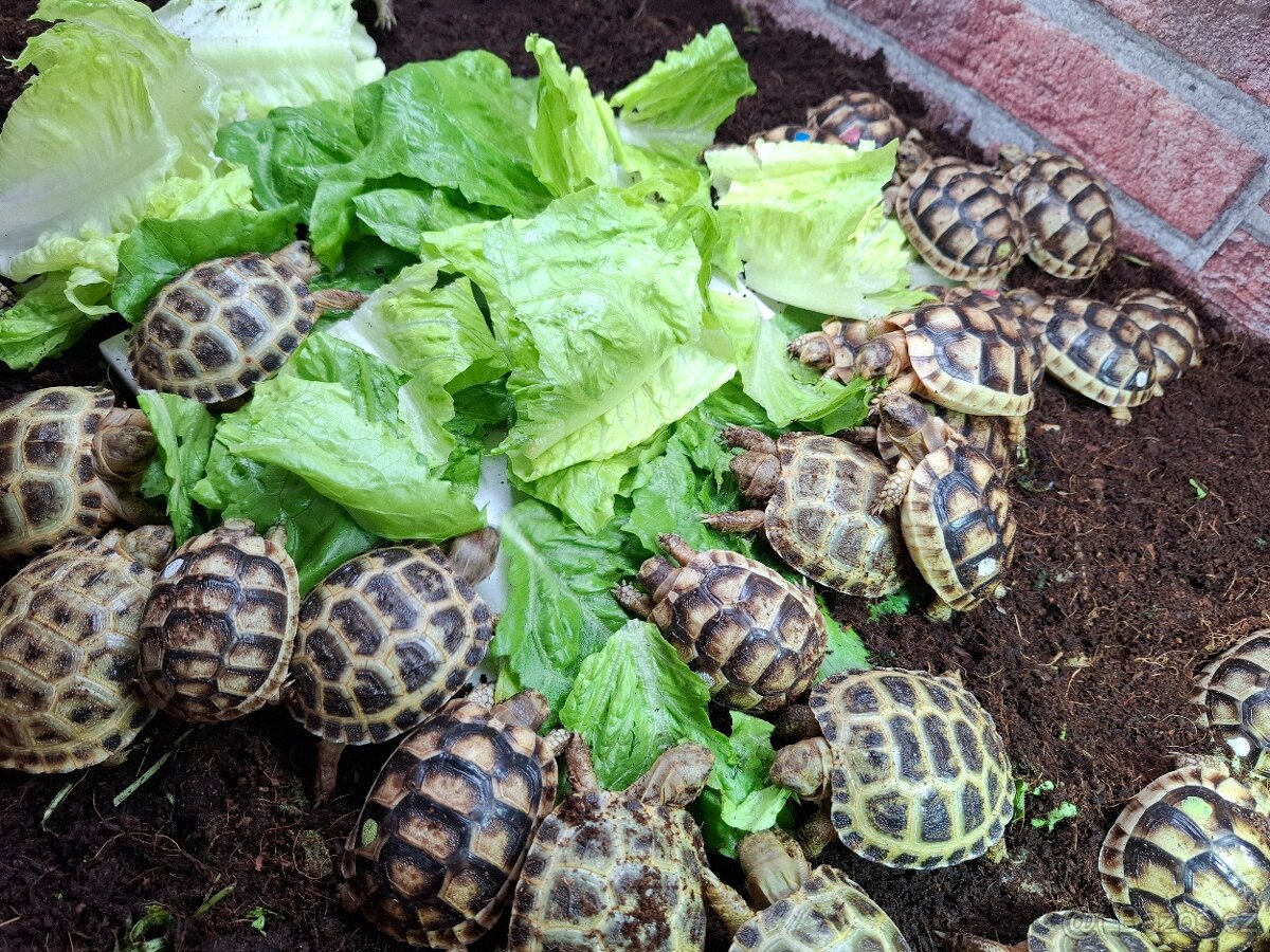 Suchozemská želva vroubená a zelenavá - 4